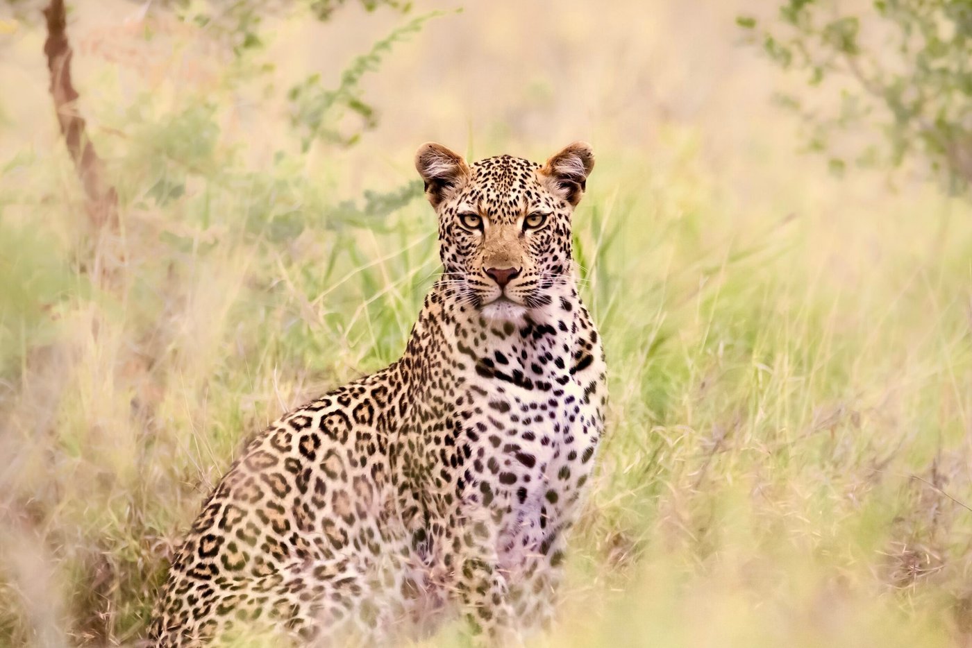 Leopard resting in long grass near Buhala Lodge