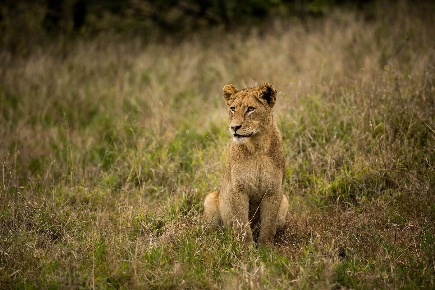 Lion cub sitting in golden grass near Hamiltons Tented Camp