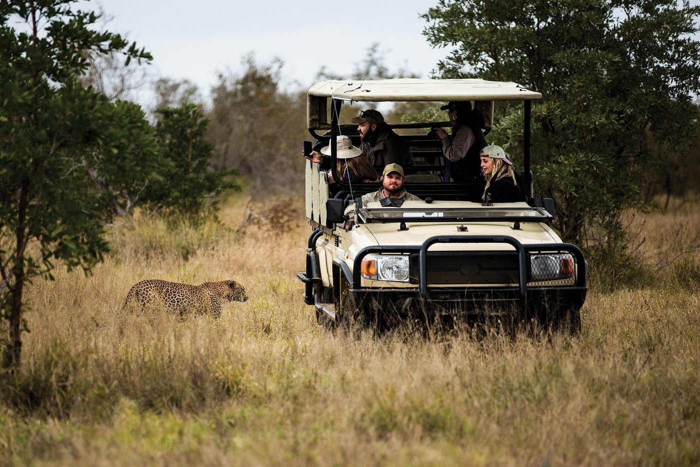 Open safari vehicle watching a leopard in the grass near Hamiltons Tented Camp
