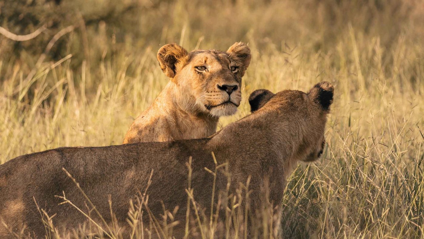 Two lionesses resting together in tall grass near Hoyo Hoyo Safari Lodge