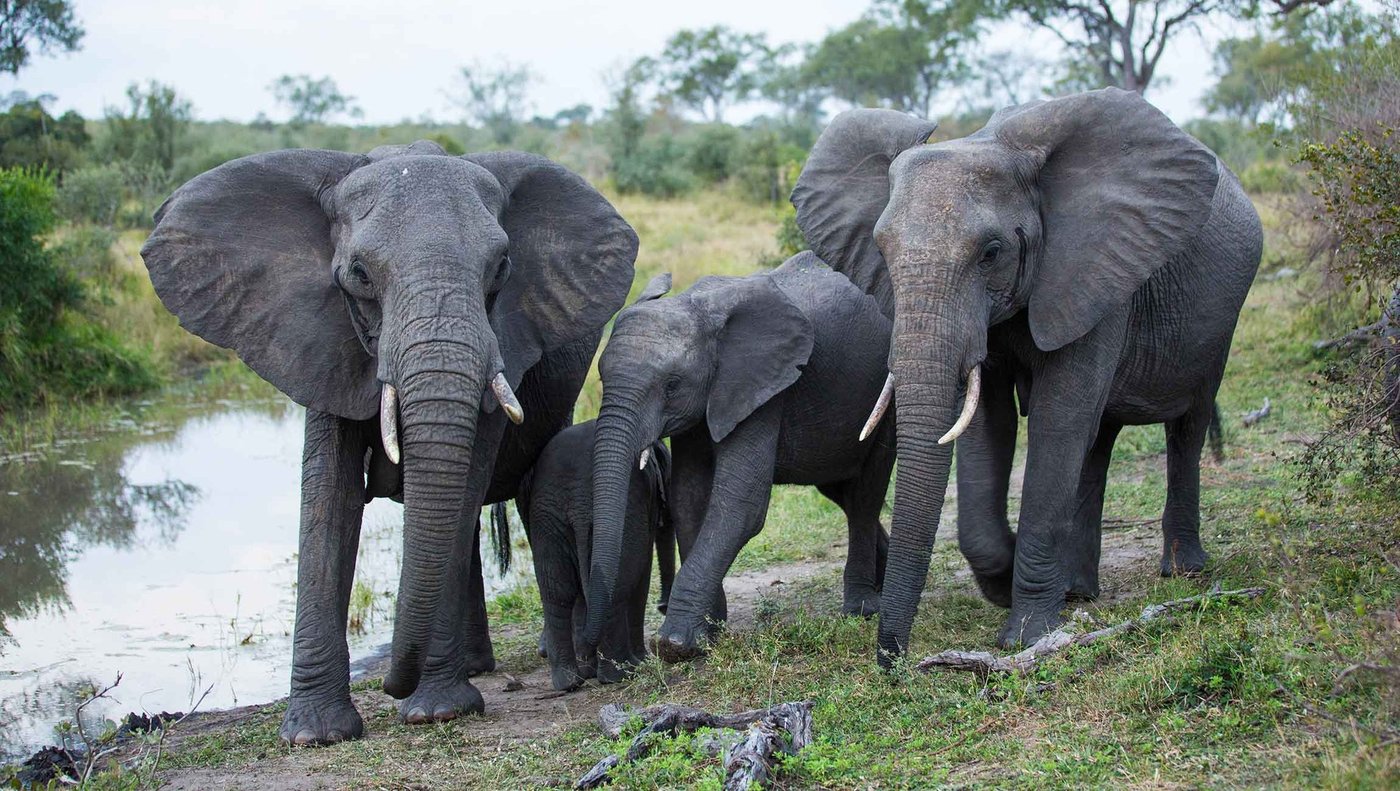 Elephant family drinking at a waterhole near Hoyo Hoyo Safari Lodge