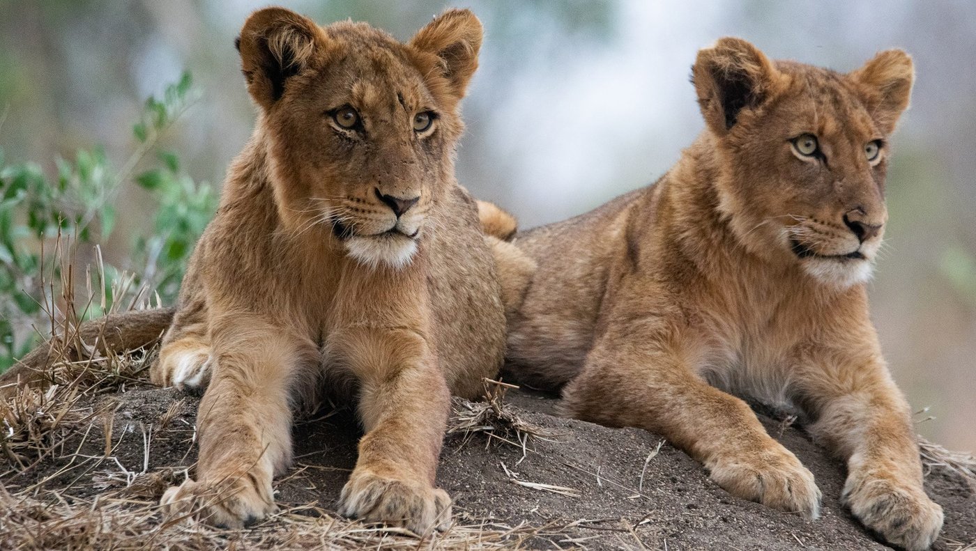 Two lion cubs resting on a termite mound near Imbali Safari Lodge