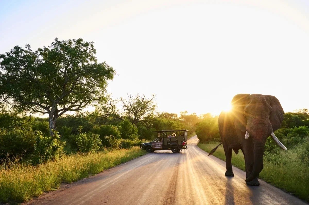 Elephant crossing the road at sunset near Kruger Gate Hotel