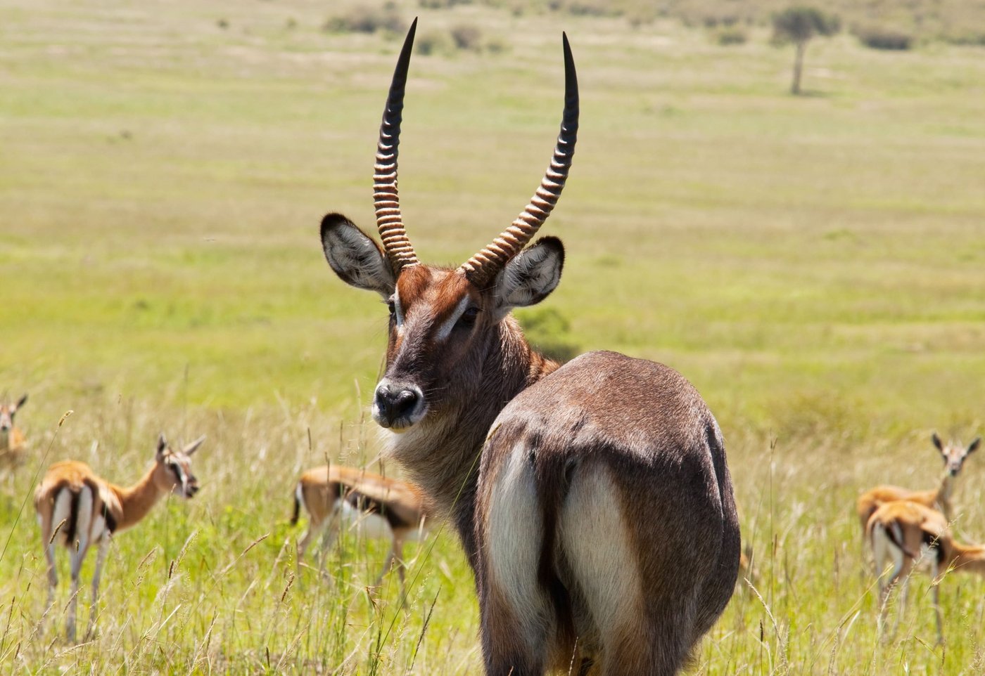 Sable antelope with calves in open grassland near Kruger Gate Hotel