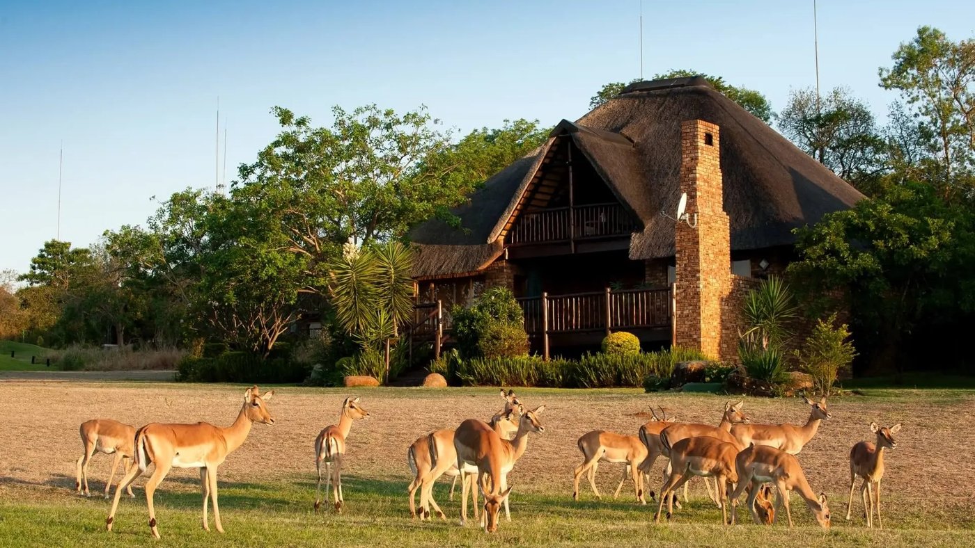 Thatched lodge building with impala grazing on the lawn at Kruger Park Lodge