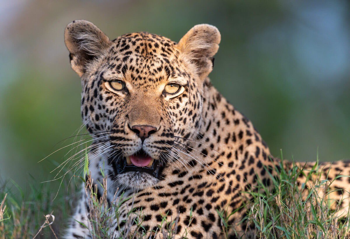 Leopard resting in grass near Kruger Shalati, Train on the Bridge