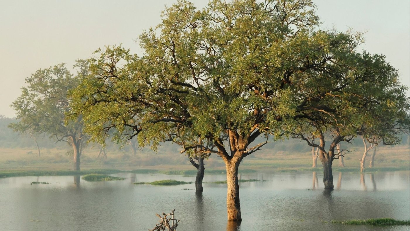 Flooded riverine trees reflected in still water near Tshokwane River Camp