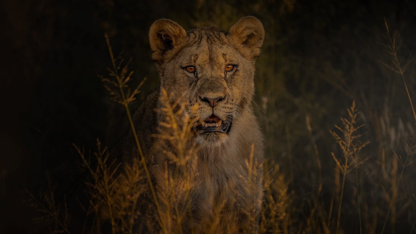 Lion lit by golden light in tall grass near Tshokwane River Camp