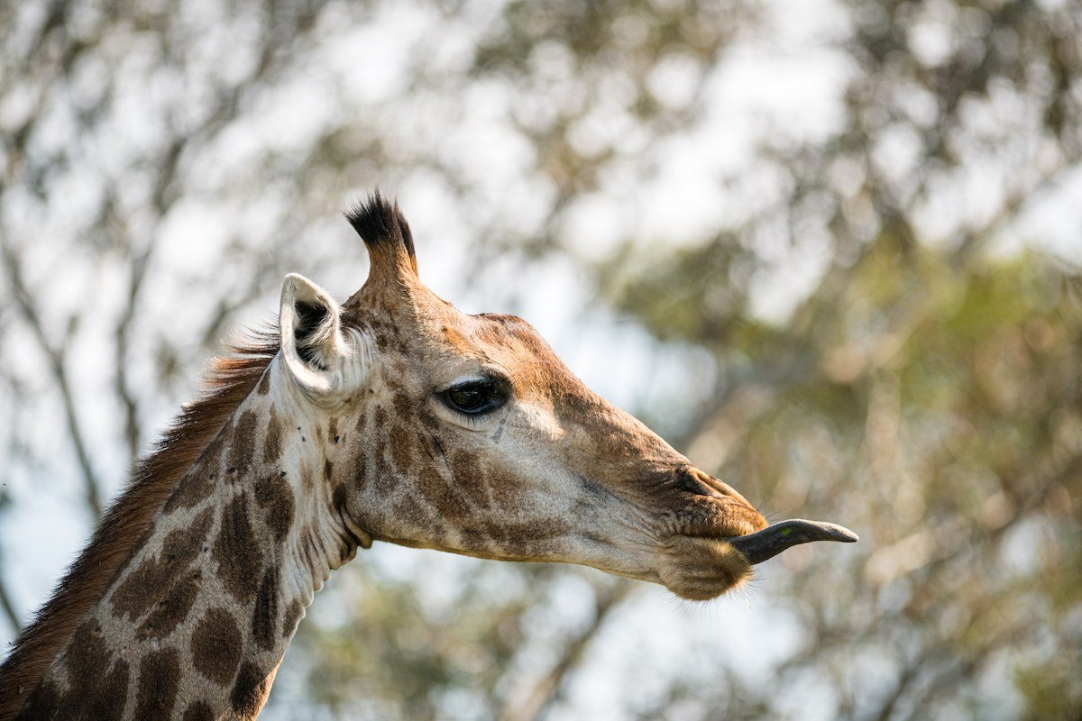 Giraffe browsing on treetops near Nkambeni Safari Camp