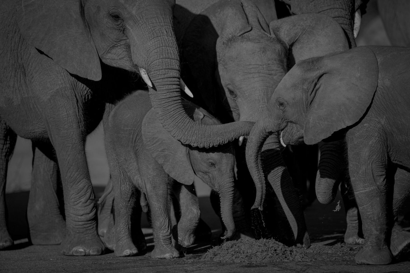 Herd of elephants gathered at a waterhole near Nkambeni Safari Camp