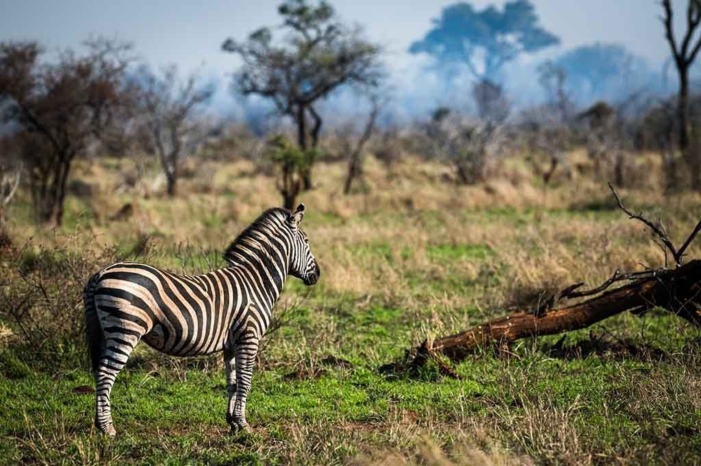 Zebra grazing in open grassland near Nkuhlu Tented Camp