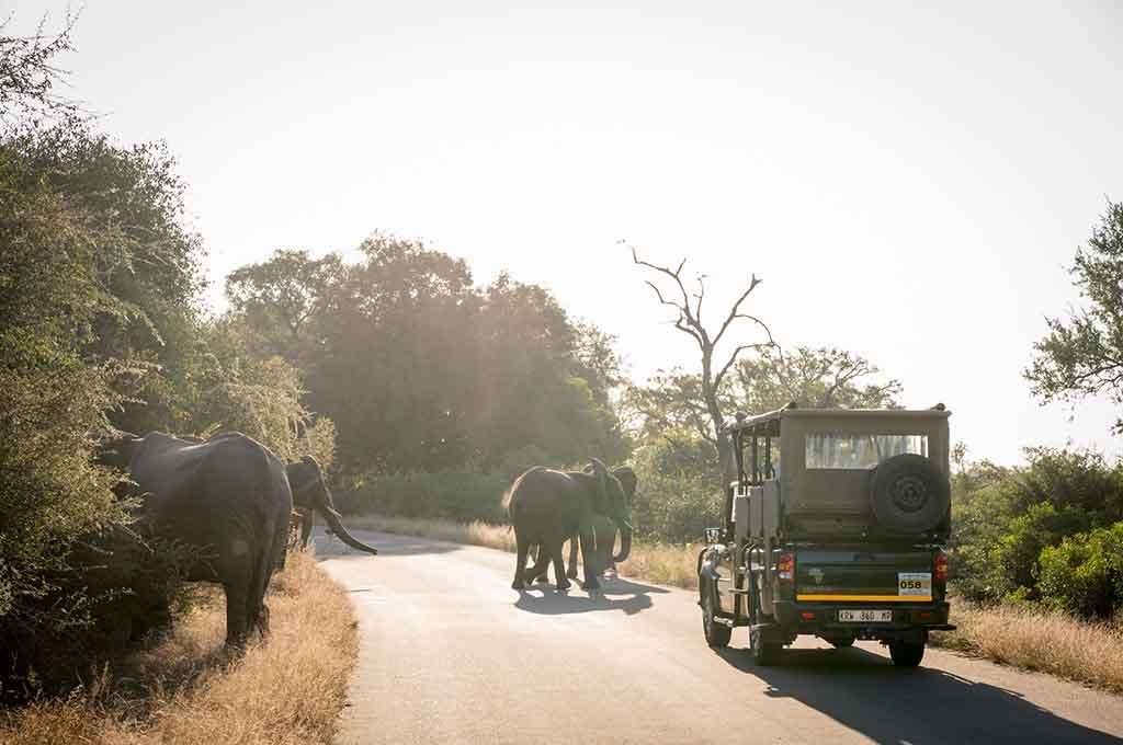 Elephants crossing the road beside a safari vehicle near Nkuhlu Tented Camp