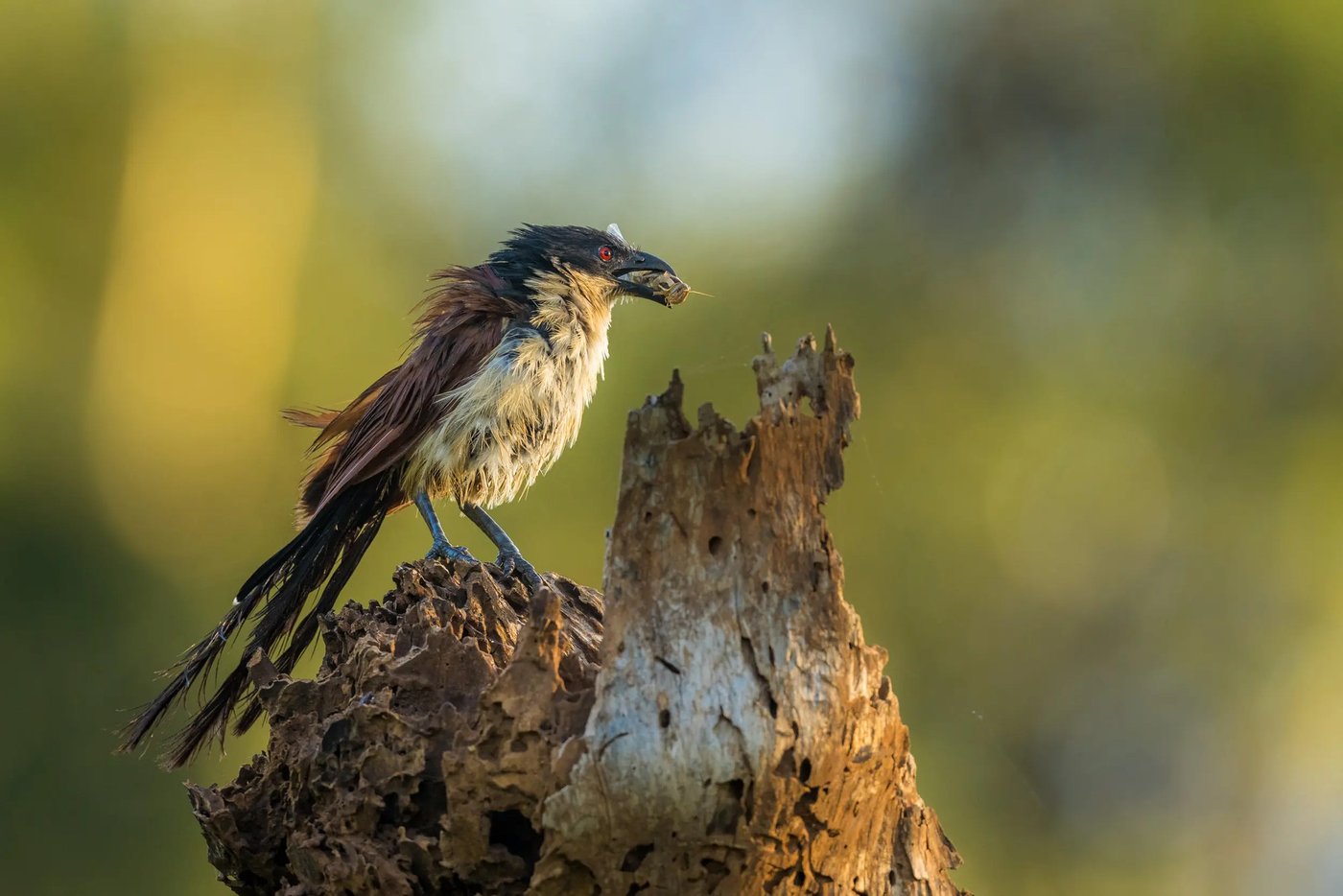 Bird of prey perched on a weathered branch near Pafuri Camp
