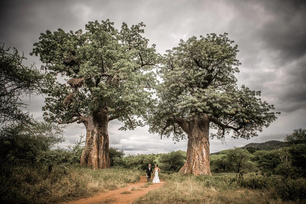 Ancient baobab trees silhouetted against a stormy sky near Pafuri Camp