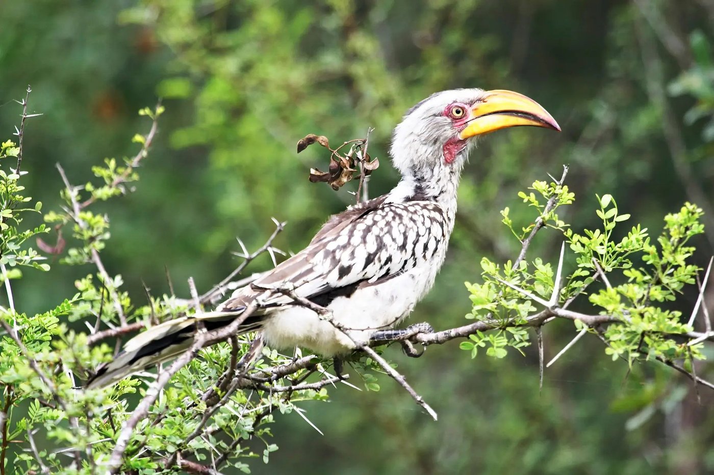 Southern yellow-billed hornbill perched on a branch near Plains Camp