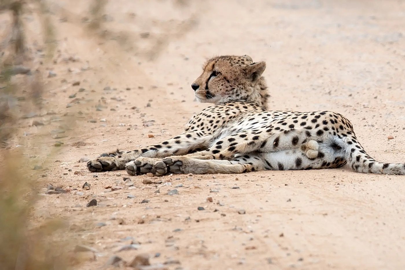 Cheetah resting on a sandy track in the Seolo Africa concession, Kruger