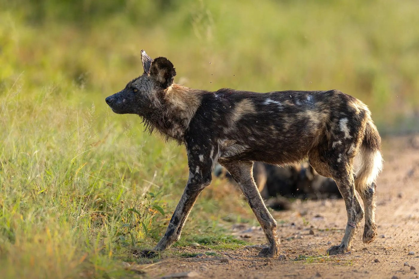 African wild dog walking along a dirt road in the Seolo Africa concession, Kruger