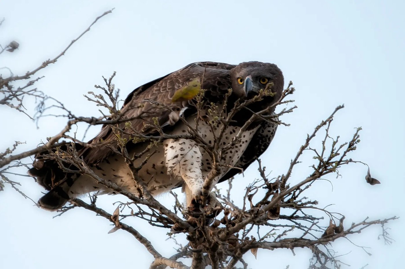 Martial eagle perched in a dead tree in the Seolo Africa concession, Kruger
