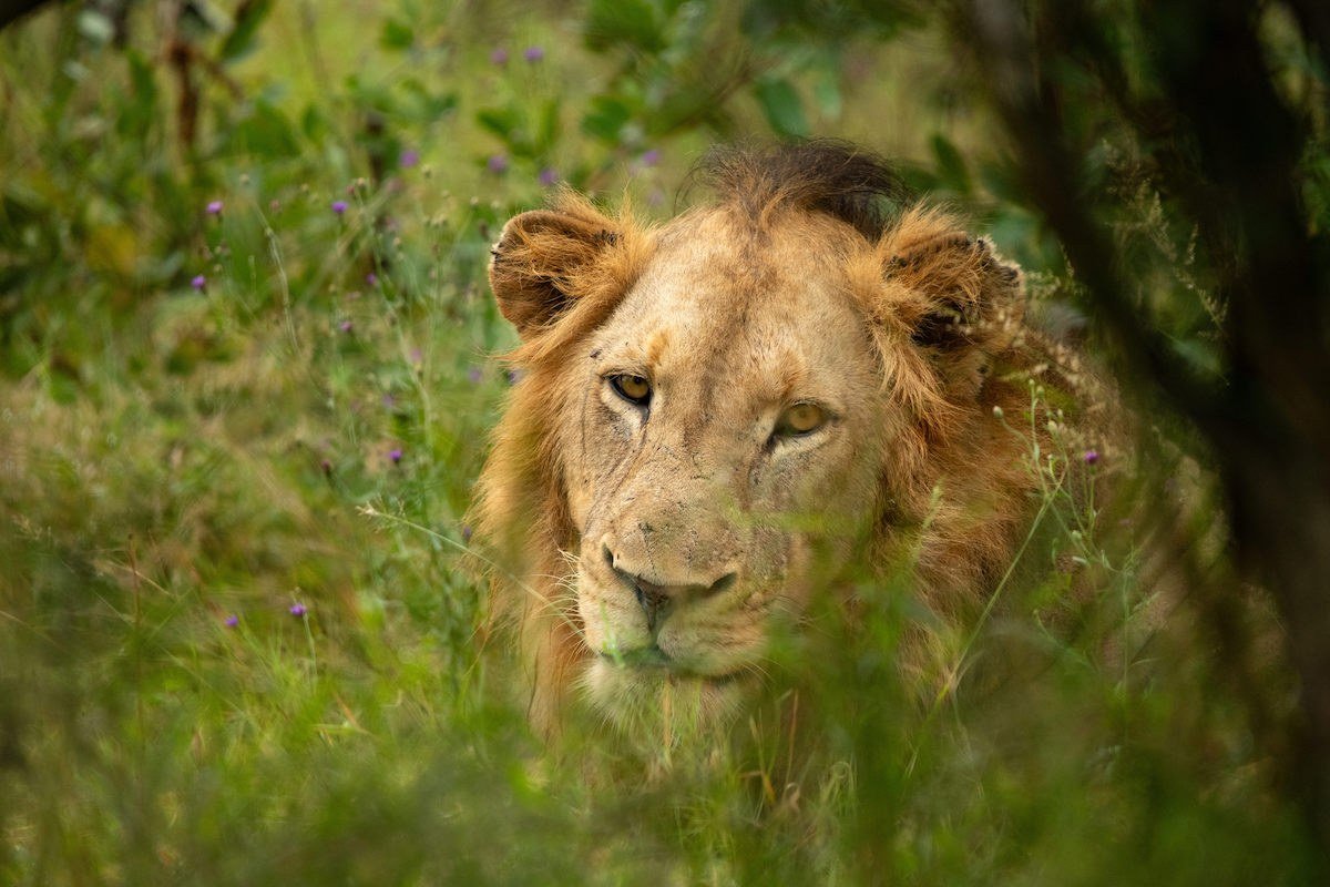 Lion resting in green grass near Skukuza Safari Lodge