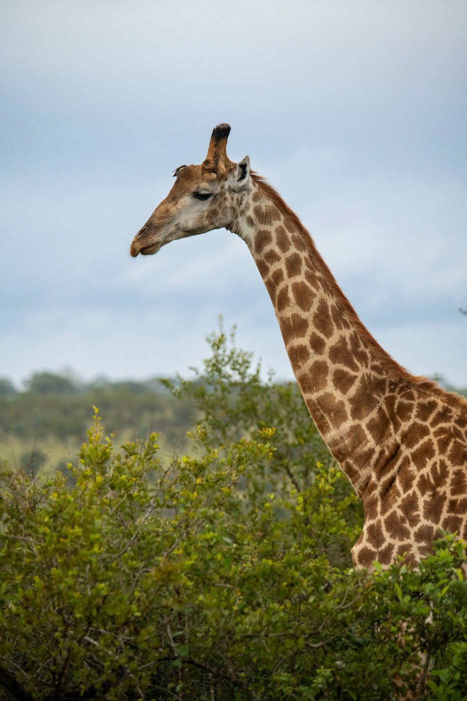 Giraffe standing in open bush near Skukuza Safari Lodge
